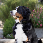 Black Patent Thea Dog Collar