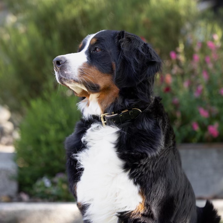 Black Patent Thea Dog Collar
