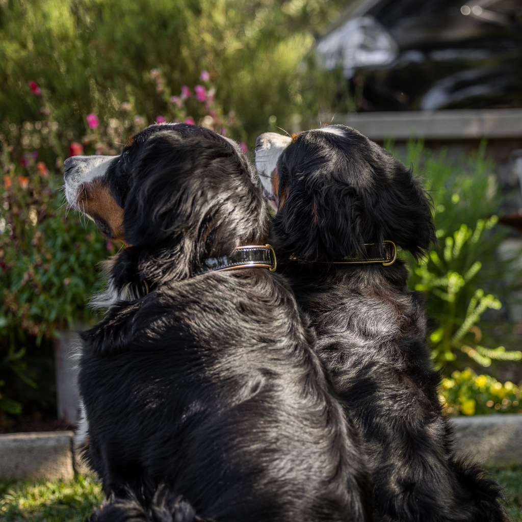 Black Patent Thea Dog Collar