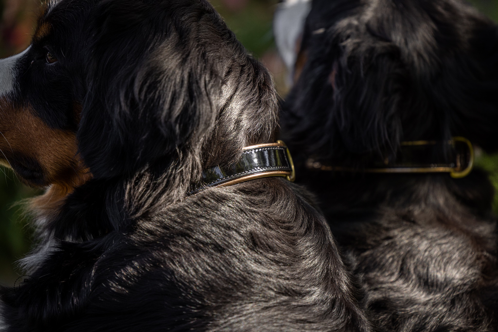 Black Patent Thea Dog Collar