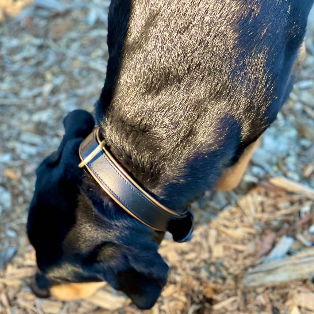 Milan - Black Leather & Burnished Gold Trim Dog Collar