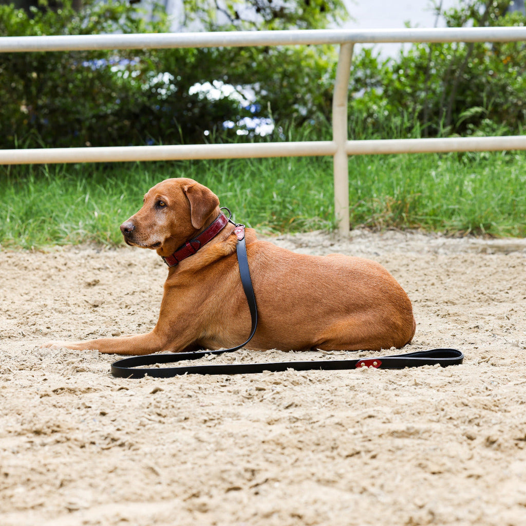 Breanna Red Croc Leather Dog Collar