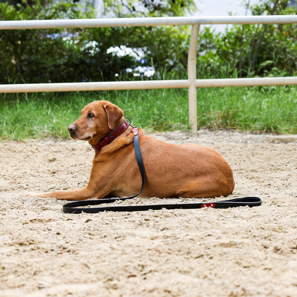 Breanna Red Croc Leather Dog Collar