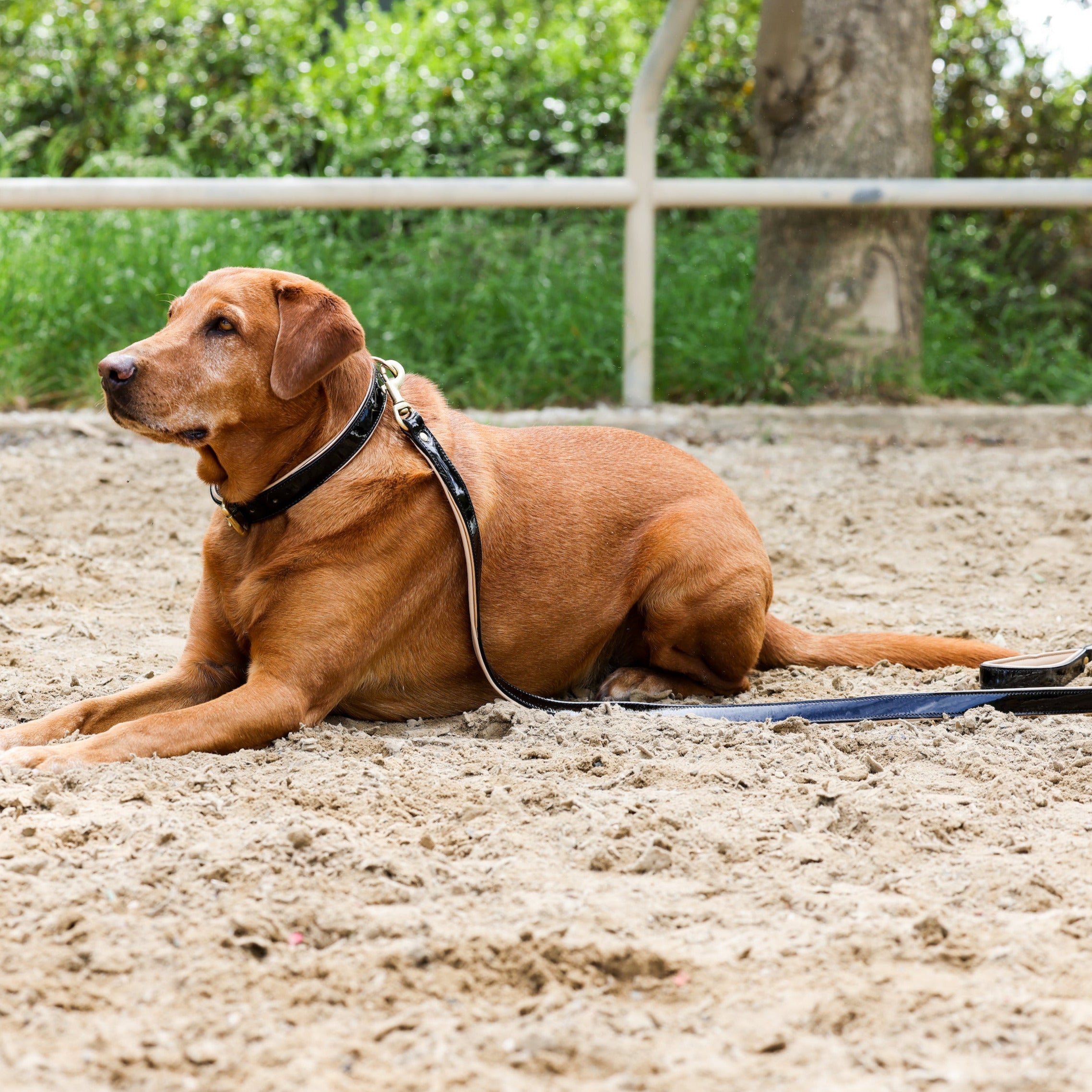 Black Patent Thea Dog Leash