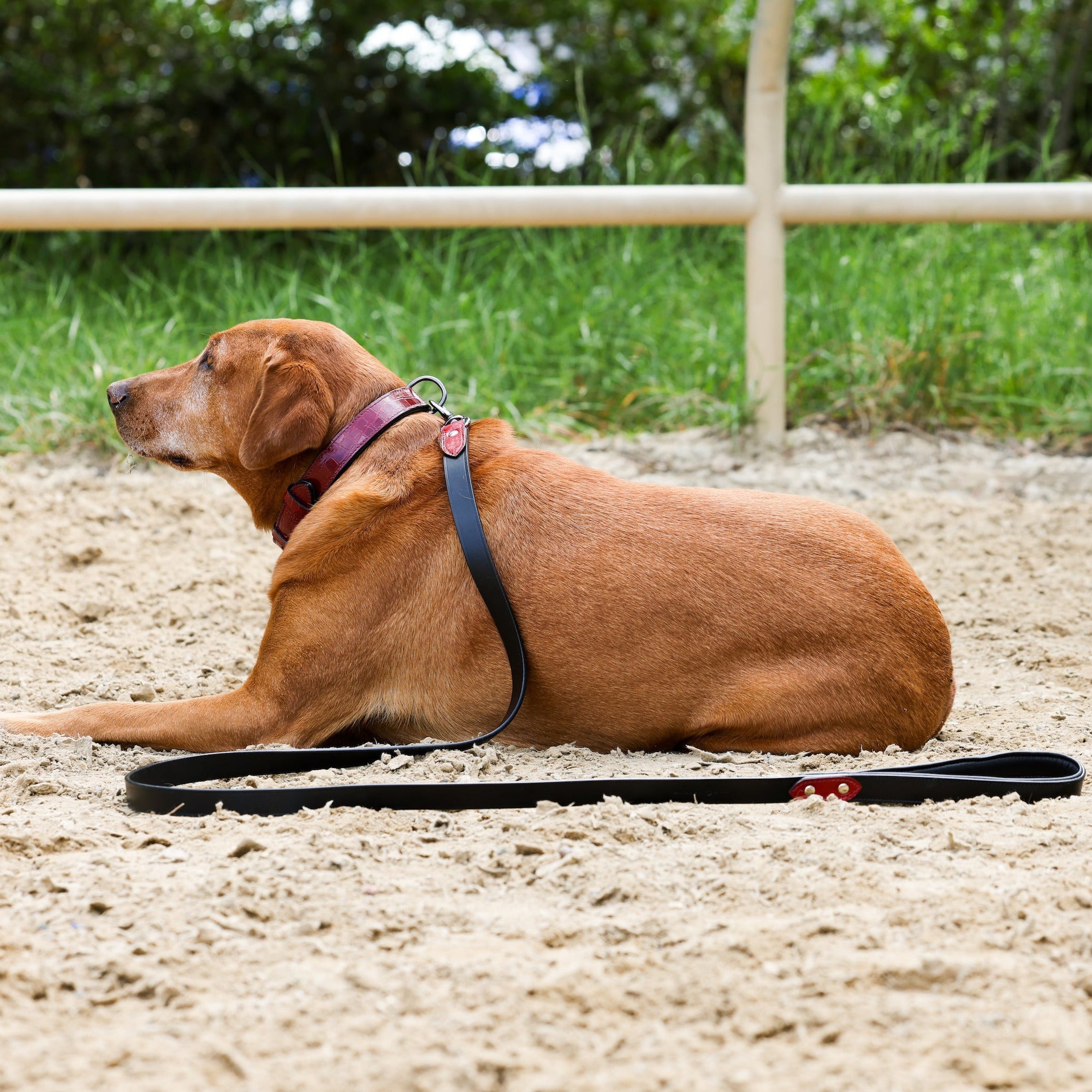 Breanna Red Croc Leather Dog Collar