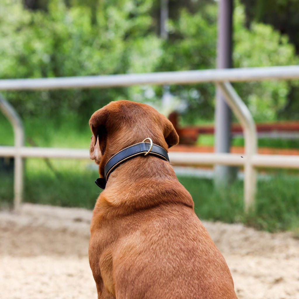 Milan - Black Leather & Burnished Gold Trim Dog Collar
