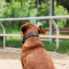 Milan - Black Leather & Burnished Gold Trim Dog Collar