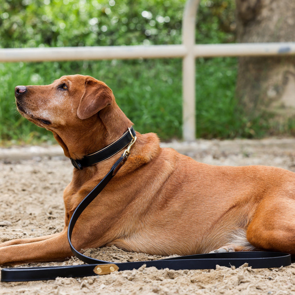 Milan - Black Leather & Burnished Gold Trim Dog Collar