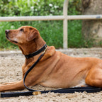 Milan - Black Leather & Burnished Gold Trim Dog Collar