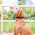 Black Patent Celebrity Dog Collar