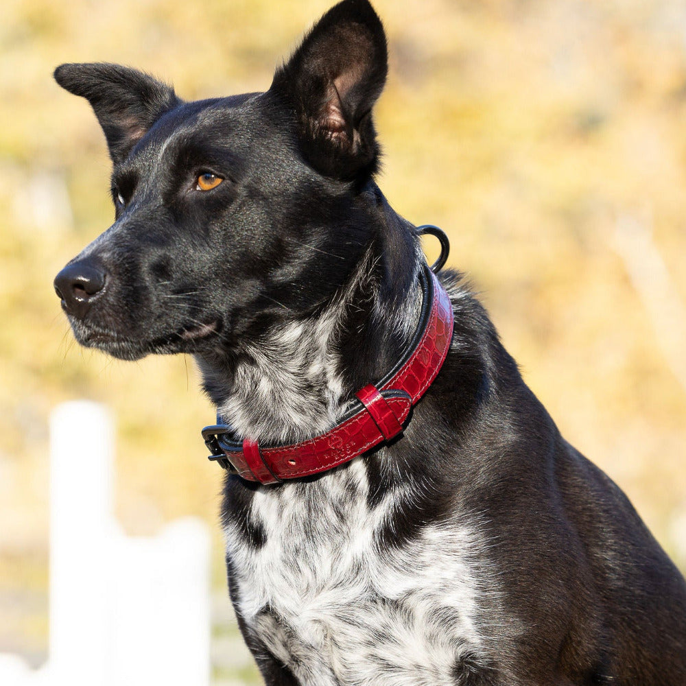 Breanna Red Croc Leather Dog Collar
