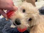 Studded Dumbbell Dog Toy