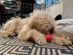 Studded Dumbbell Dog Toy