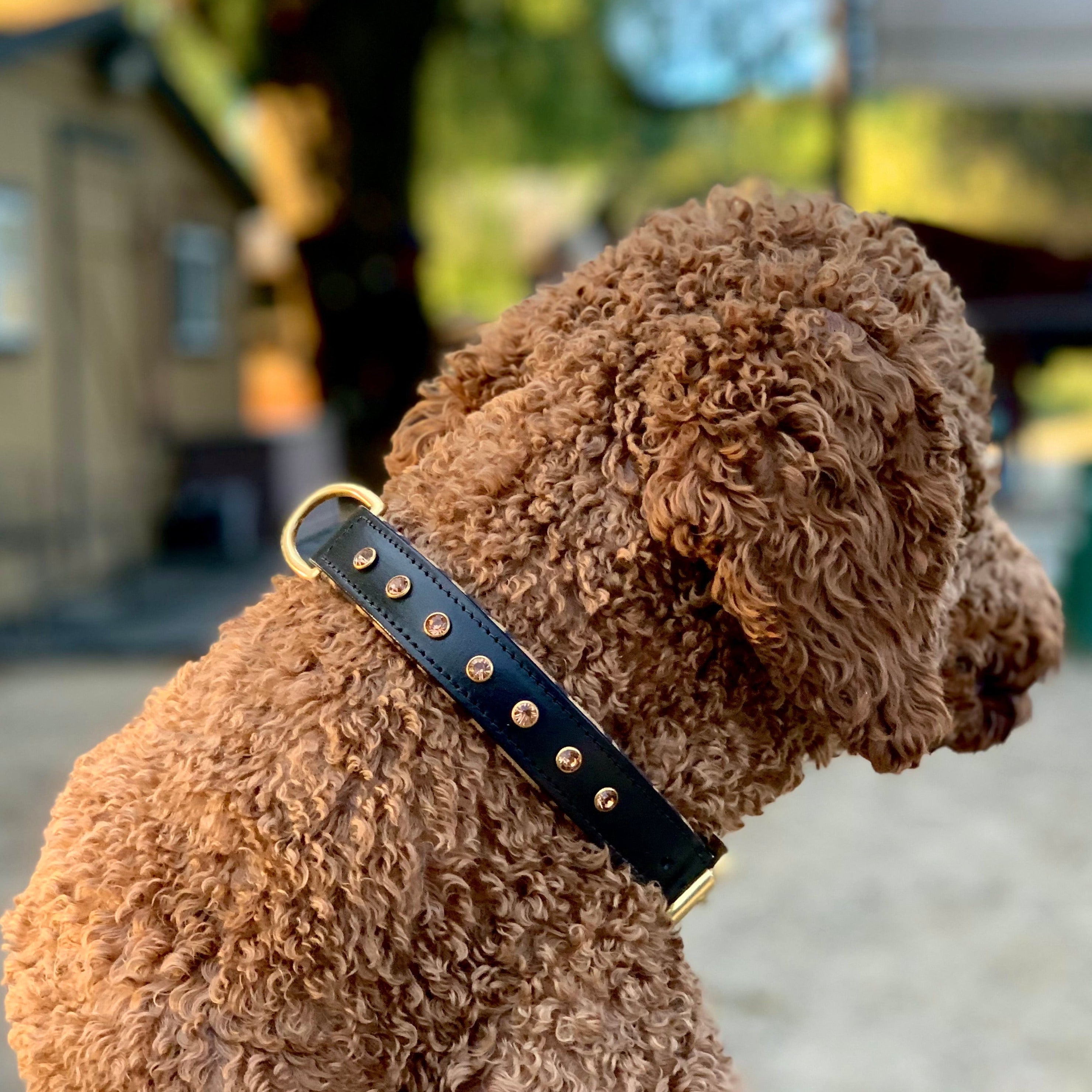 Black Leather Safari Dog Collar