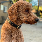 Black Leather Safari Dog Collar