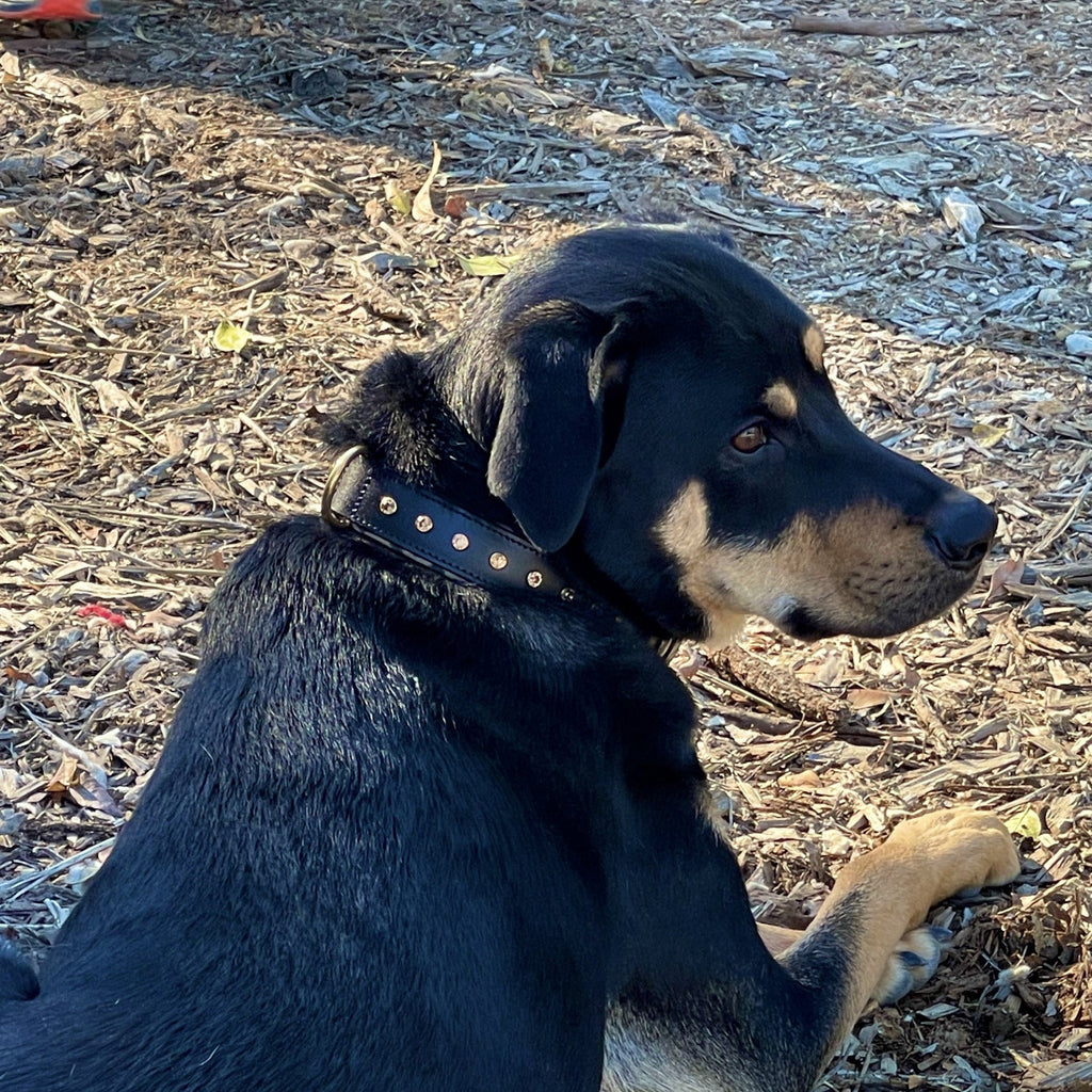 Black Leather Safari Dog Collar