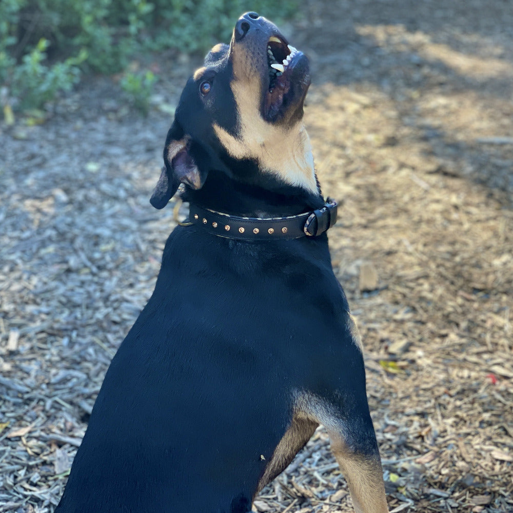 Black Leather Safari Dog Collar