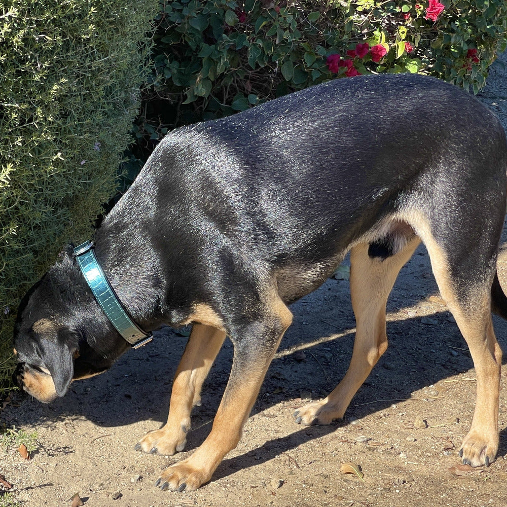 Metallic Teal Croc Leather Dog Collar