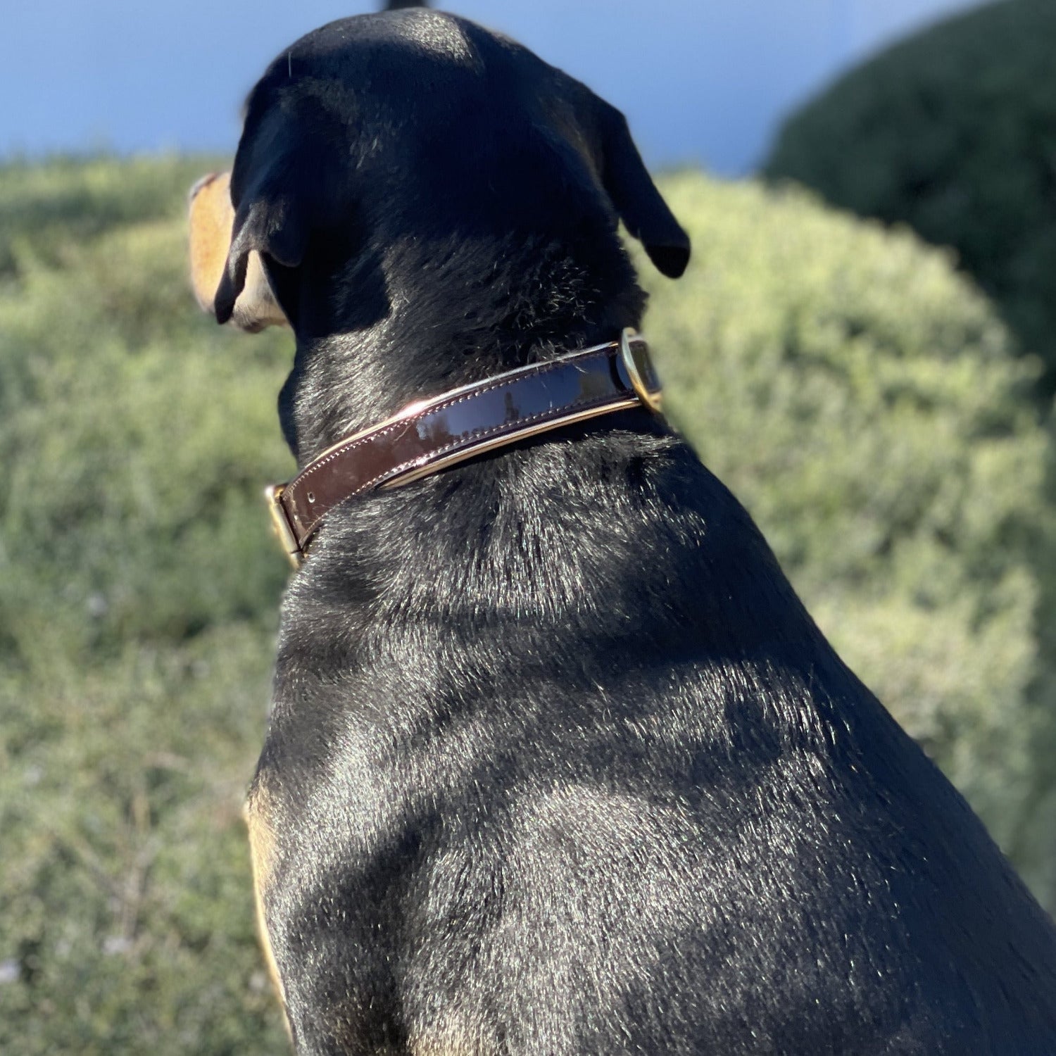 Brown Patent Florence Dog Collar