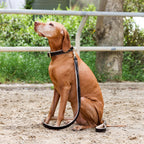 Brown Patent Florence Dog Collar