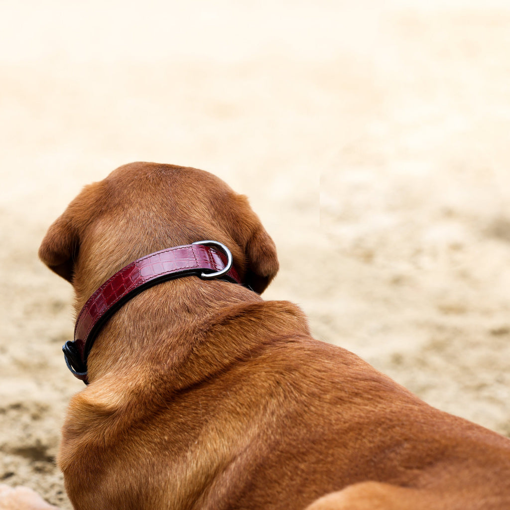 Breanna Red Croc Leather Dog Collar