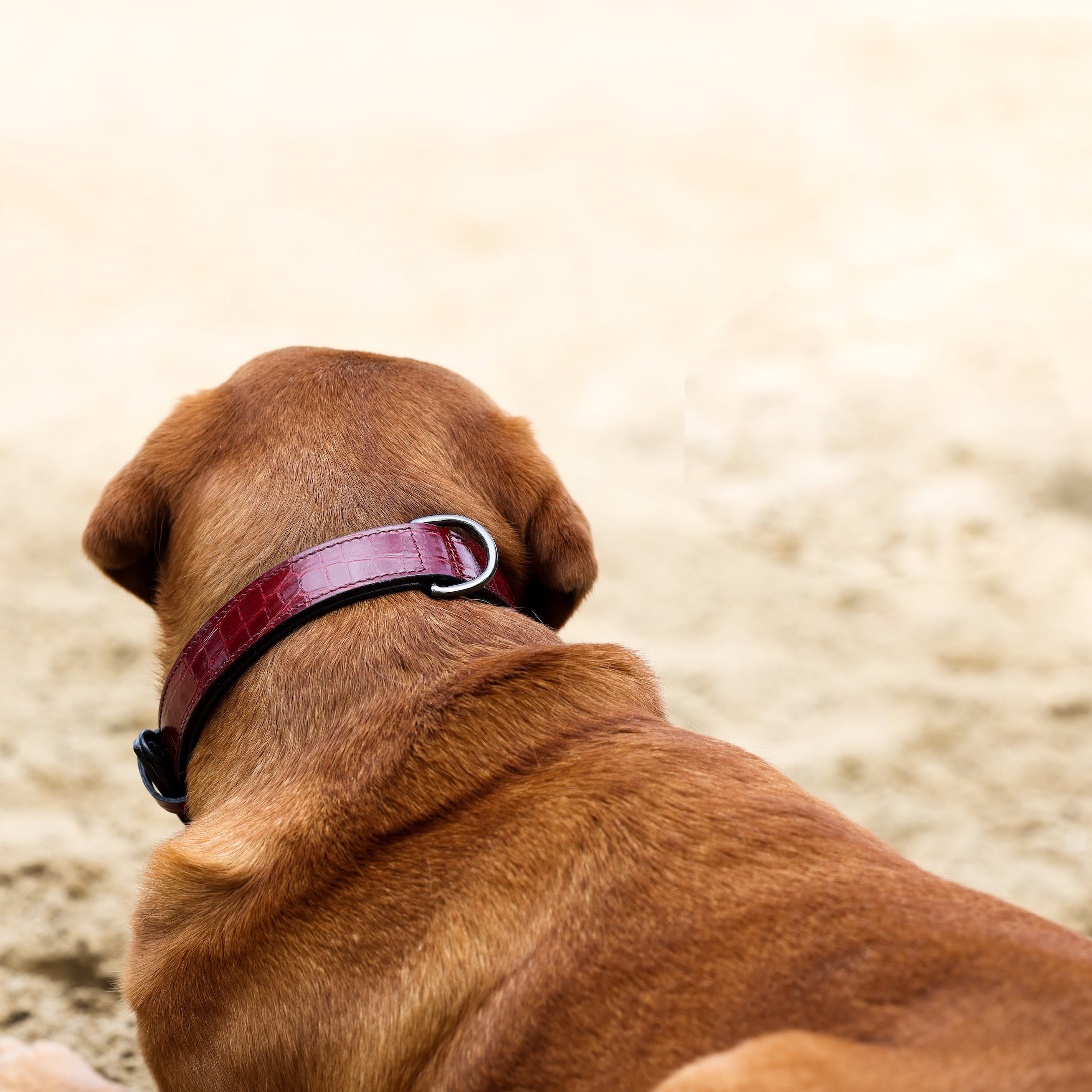 Breanna Red Croc Leather Dog Collar